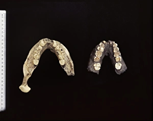 Ancestor Gallery: Casts of Australopithecus boisei jaw bones