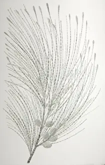 Fagales Prints: Casuarina equisetifolia, beach sheoak
