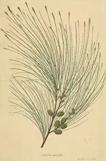 Casuarina equisetifolia, beach sheoak