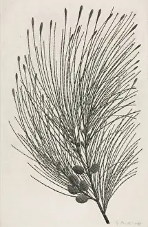 Casuarina equisetifolia, beach sheoak