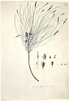 George Forster Prints: Casuarina equisetifolia, ironwood