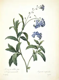 Boraginaceae Prints: Casuarius casuarius, southern cassowary