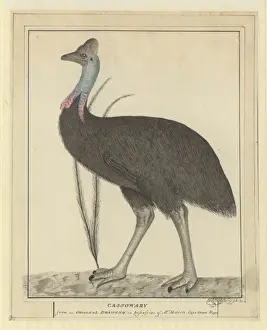 Casuarius casuarius, southern cassowary