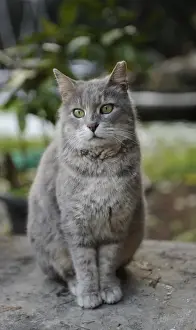 Felis Prints: Cat