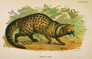 Spot Collection: Cat / African Civet 1860