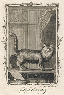 Angora Gallery: Cat of Angora