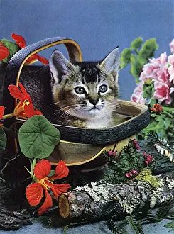 Trug Prints: Cat in a basket, with flowers
