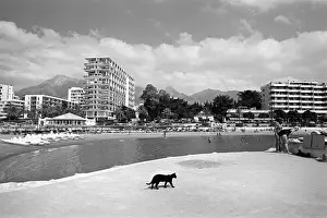 Lucky Prints: Cat on beach, Costa del Sol