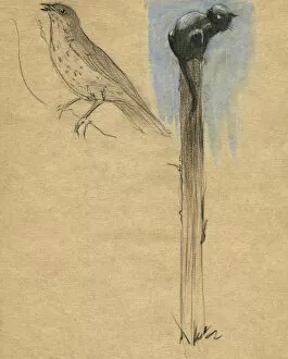 Cat and bird by Muriel Dawson