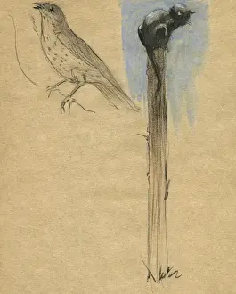 Speckled Prints: Cat and bird by Muriel Dawson