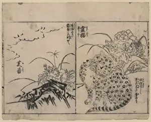 Fragrant Prints: Cat with black markings on its fur and a fragrant rose mallo