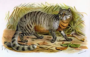 C1860 Prints: Cat / Caffre C1860
