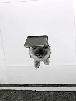 Pedigree Prints: The cat came through the flap Date: 1970s