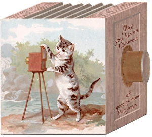 Tabby and White Cat