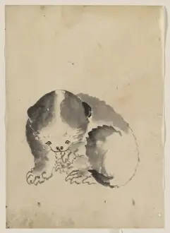 Claws Prints: A cat cleaning its claws