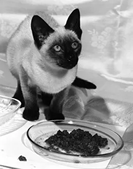 Images Dated 28th November 2018: A CAT HAS DINNER