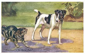 Images Dated 9th November 2020: Cat and Dog