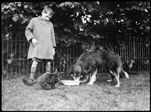 Amused Prints: Cat & Dog having Dinner