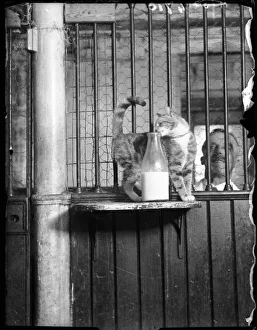 Stray Gallery: Cat Drinking Milk