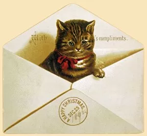 Cats Collection: Cat in Envelope