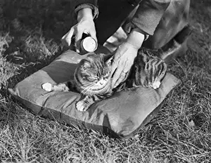 Cushion Prints: Cat Flea Powder
