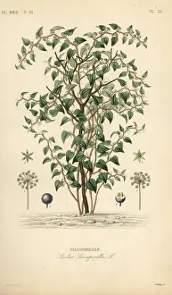 Cat greenbriar or catbriar, Smilax glauca