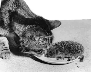Cat and Hedgehog