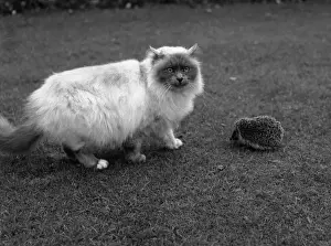 Tame Prints: Cat and hedgehog on a lawn