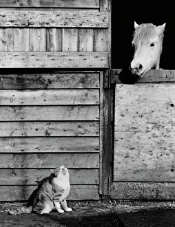 Stable Collection: Cat and horse enjoying the sunshine