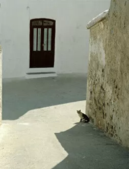 Images Dated 4th April 2019: Cat in hot street, Almaria, Spain