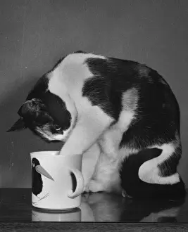 Cat investigates the contents of a mug
