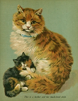 Images Dated 25th July 2011: Cat and her Kitten