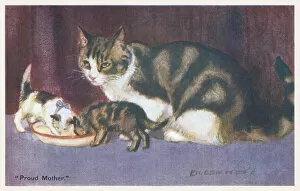 Images Dated 14th October 2020: Cat and Kittens