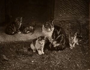Kittens Collection: Cat with kittens