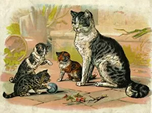 Images Dated 13th April 2012: Cat and kittens with ball of wool