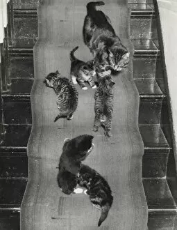Runner Collection: Cat and kittens on the stairs