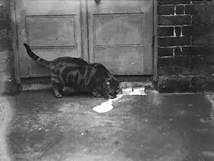 Laps Prints: Cat Laps up Spilt Milk