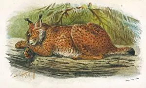 CAT / LYNX C1860