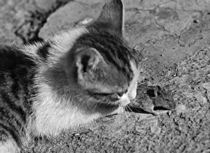 Cat and Mouse