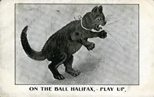 Cat Novelty Picture, Halifax Football Club, Yorkshire
