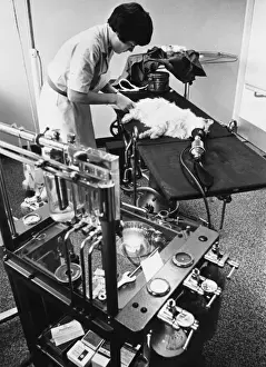 Veterinary Prints: Cat on Operating Table