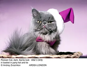 Bubblepunk Gallery: CAT - Persian cat in hat and tie