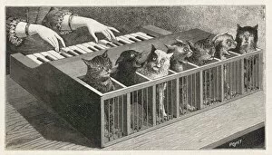 Cats Collection: CAT PIANO