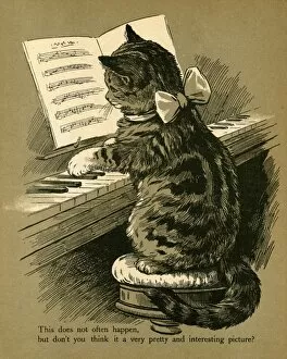 Images Dated 25th July 2011: Cat Playing the Piano