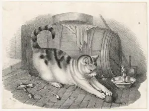 Cat Plays with a Mouse