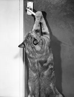 Cat reaches up to open the door