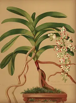 Hatch Prints: Cat s-tail or fox brush orchid, Aerides quinquevulnera