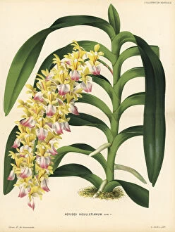 Aerides Collection: Cat s-tail orchid or fox brush orchid, Aerides houlletianum