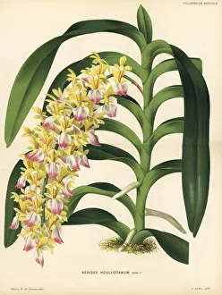 Aerides Collection: Cat s-tail orchid or fox brush orchid, Aerides houlletianum