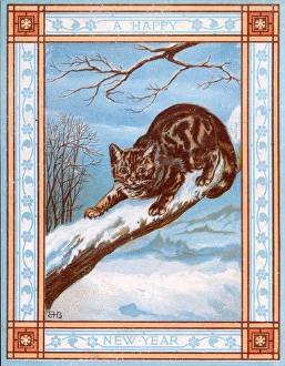 Tabby and White Cat